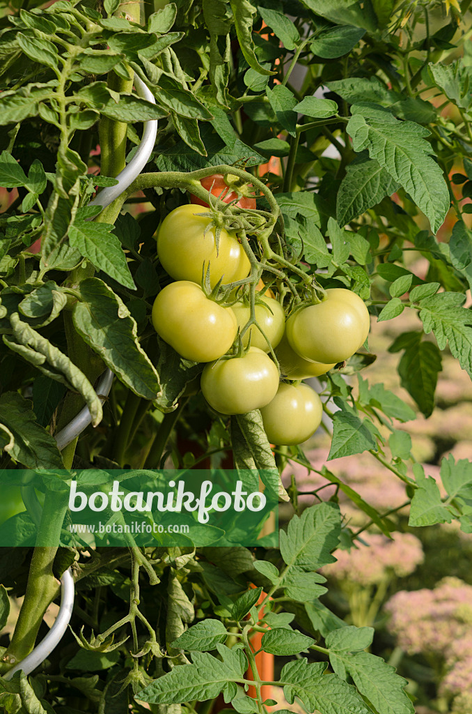 523169 - Tomate (Lycopersicon esculentum)