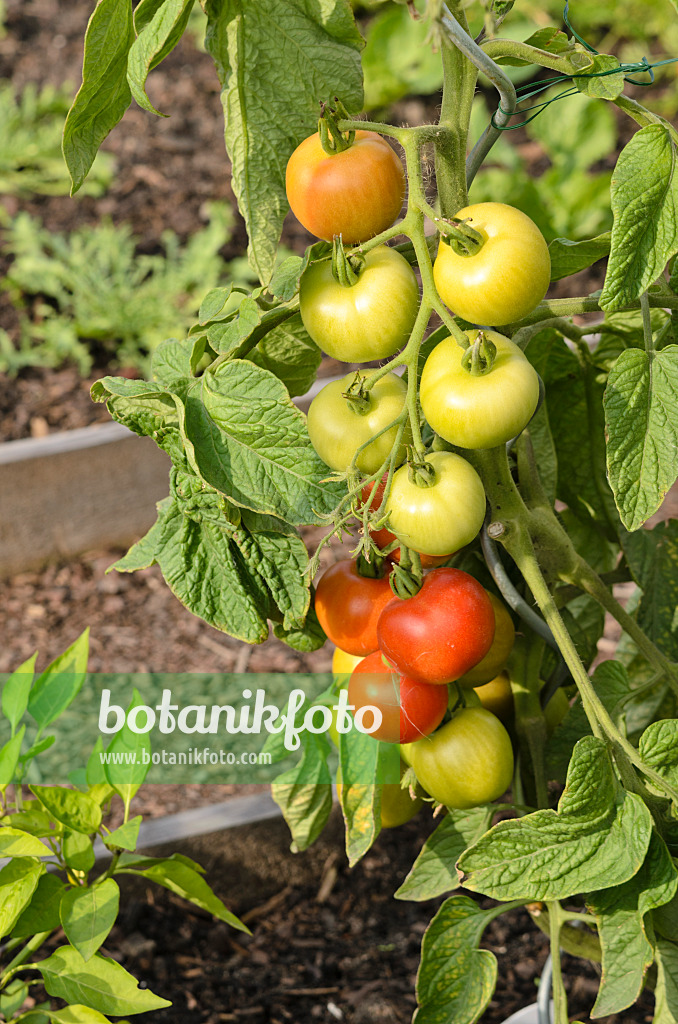 523175 - Tomate (Lycopersicon esculentum)