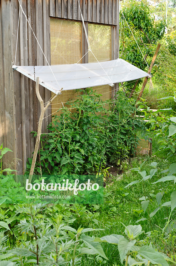 473300 - Tomate (Lycopersicon esculentum) mit Regenschutz