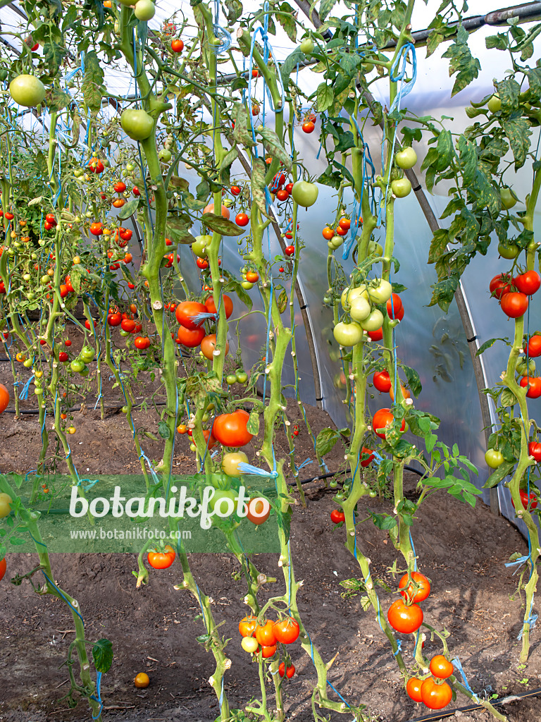 490005 - Tomaten (Lycopersicon esculentum) in einem Gewächshaus