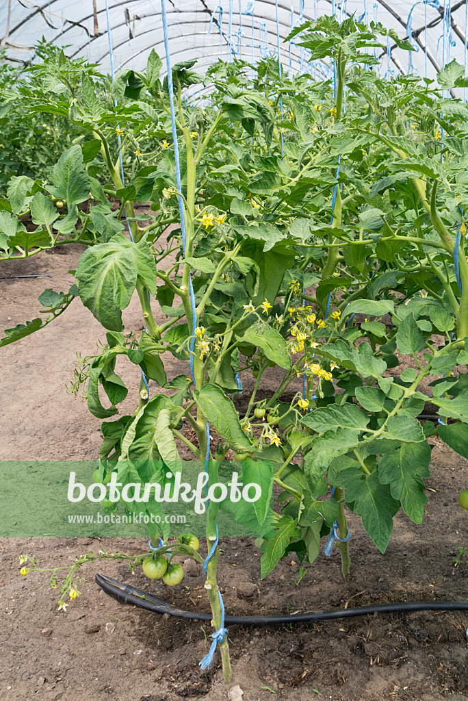 534253 - Tomaten (Lycopersicon esculentum) in einem Foliengewächshaus