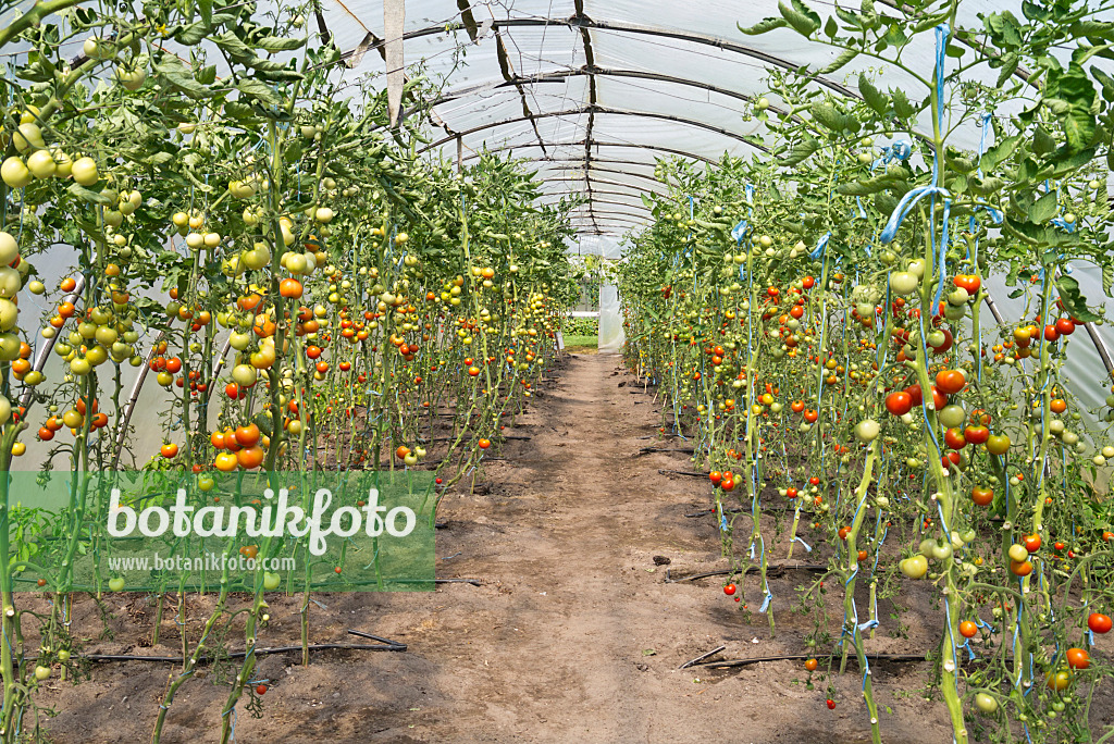 535238 - Tomaten (Lycopersicon esculentum) in einem Foliengewächshaus