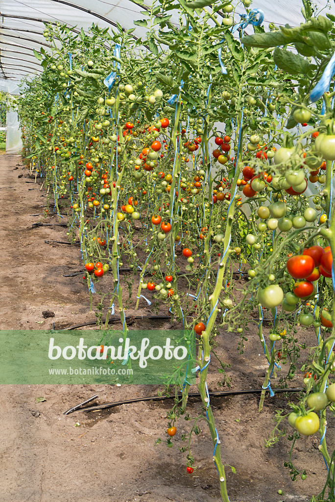 535239 - Tomaten (Lycopersicon esculentum) in einem Foliengewächshaus