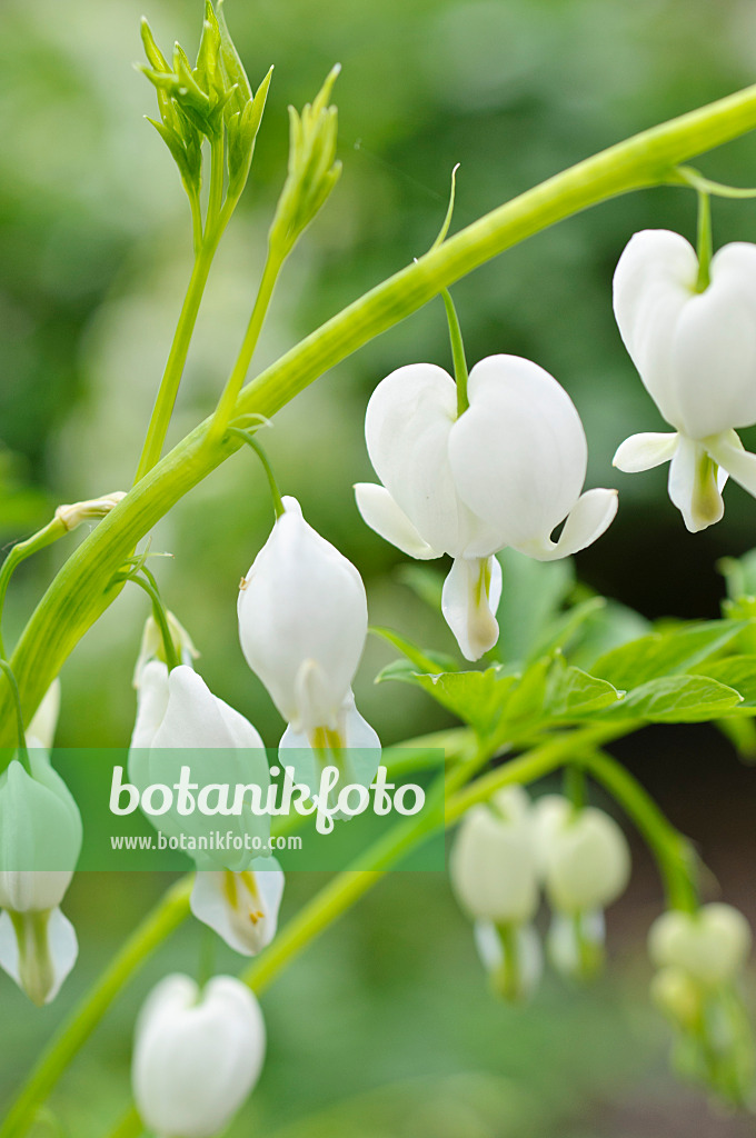 484027 - Tränendes Herz (Lamprocapnos spectabilis 'Alba' syn. Dicentra spectabilis 'Alba')