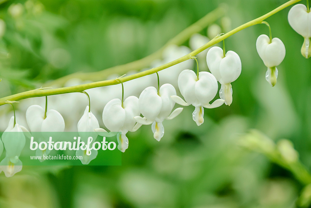 517433 - Tränendes Herz (Lamprocapnos spectabilis 'Alba' syn. Dicentra spectabilis 'Alba')