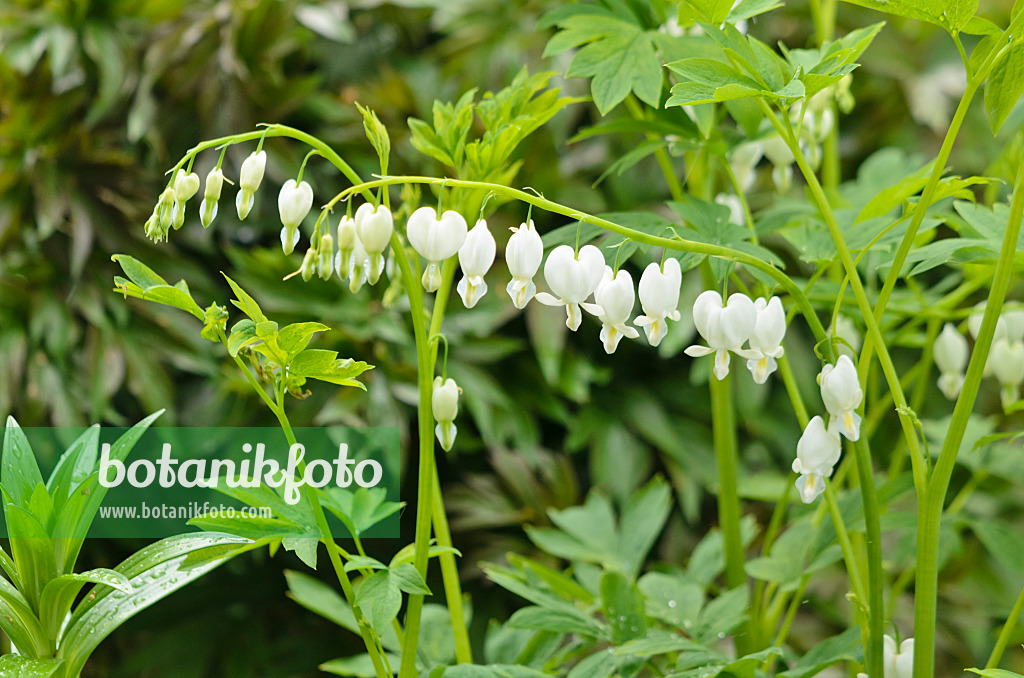 556025 - Tränendes Herz (Lamprocapnos spectabilis 'Alba' syn. Dicentra spectabilis 'Alba')