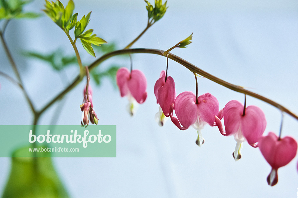 429174 - Tränendes Herz (Lamprocapnos spectabilis syn. Dicentra spectabilis)