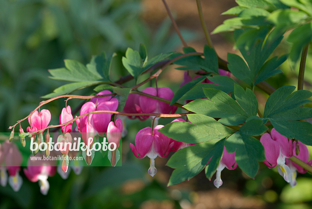 452123 - Tränendes Herz (Lamprocapnos spectabilis syn. Dicentra spectabilis)