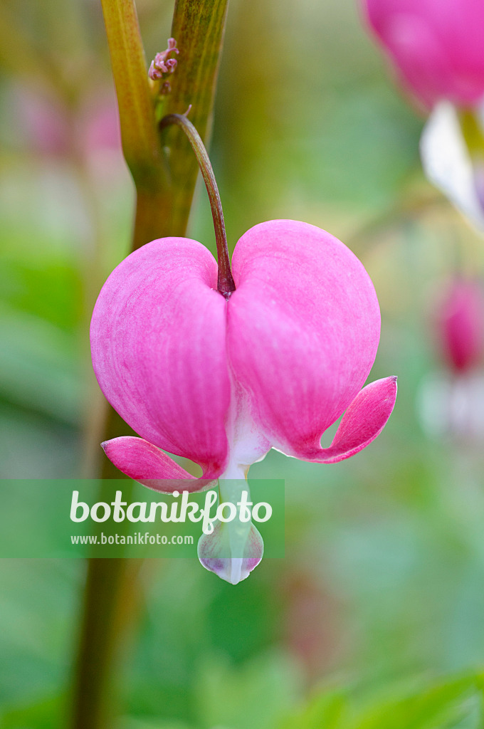 471230 - Tränendes Herz (Lamprocapnos spectabilis syn. Dicentra spectabilis)