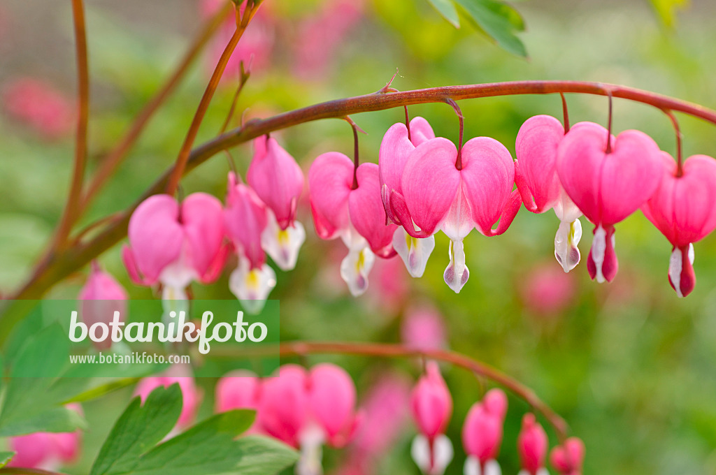 484025 - Tränendes Herz (Lamprocapnos spectabilis syn. Dicentra spectabilis)