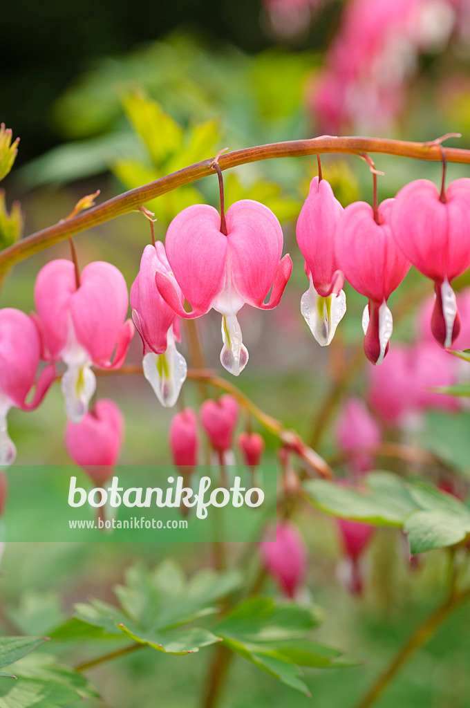 484026 - Tränendes Herz (Lamprocapnos spectabilis syn. Dicentra spectabilis)