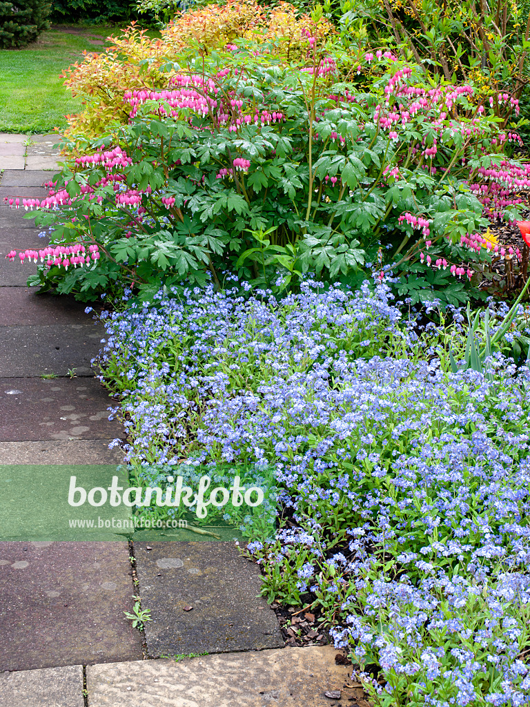 484163 - Tränendes Herz (Lamprocapnos spectabilis syn. Dicentra spectabilis) und Vergissmeinnicht (Myosotis)