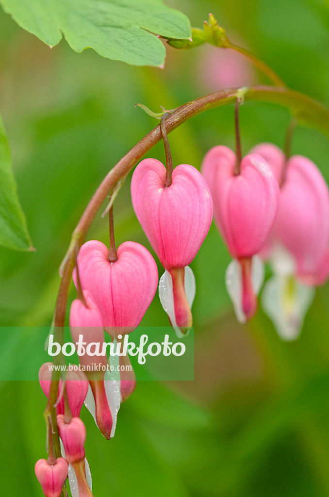 531152 - Tränendes Herz (Lamprocapnos spectabilis syn. Dicentra spectabilis)