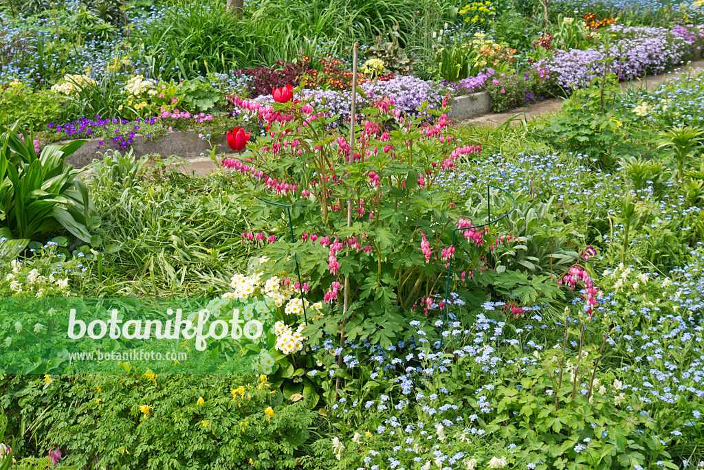 532001 - Tränendes Herz (Lamprocapnos spectabilis syn. Dicentra spectabilis), Schlüsselblumen (Primula) und Vergissmeinnicht (Myosotis)