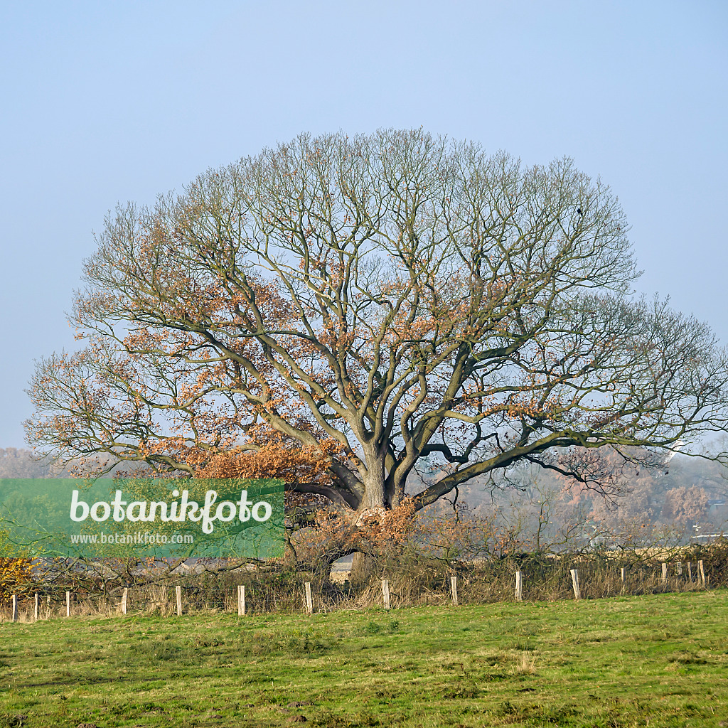 558205 - Traubeneiche (Quercus petraea)