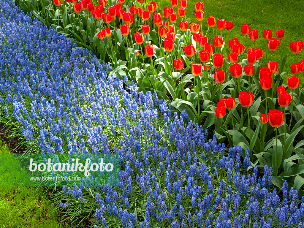 401074 - Traubenhyazinthe (Muscari) und Tulpe (Tulipa)