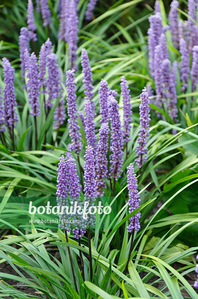 476200 - Traubenlilie (Liriope muscari)