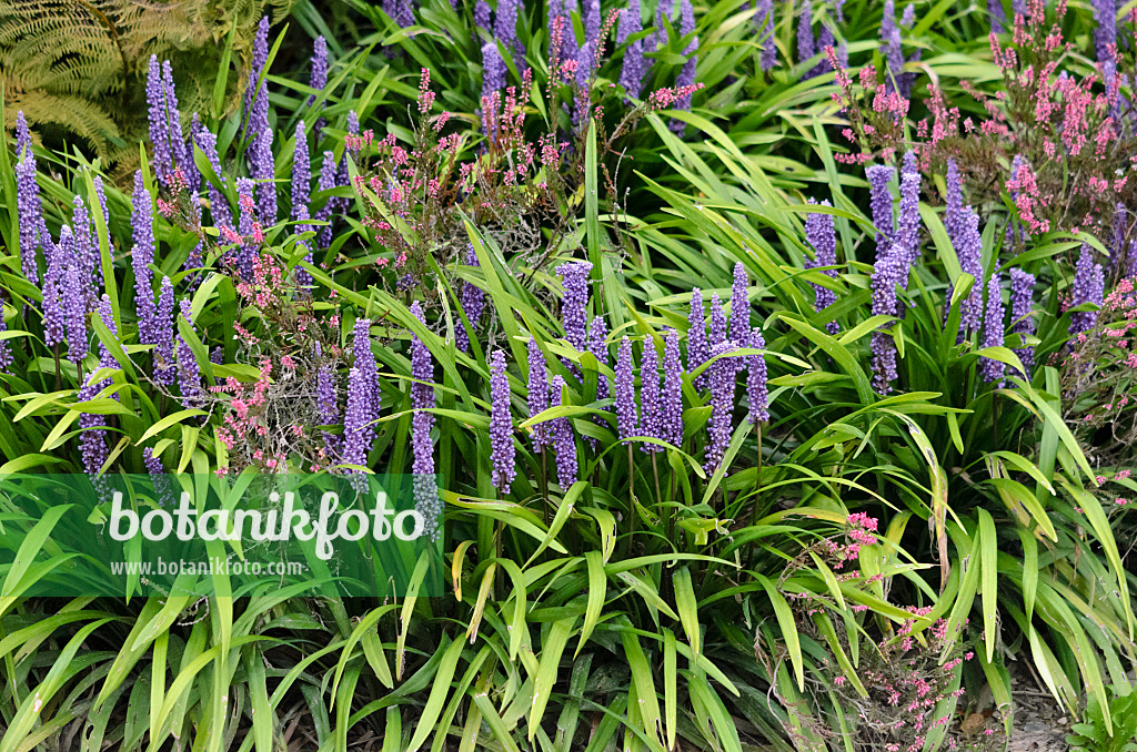 548054 - Traubenlilie (Liriope muscari) und Besenheide (Calluna)