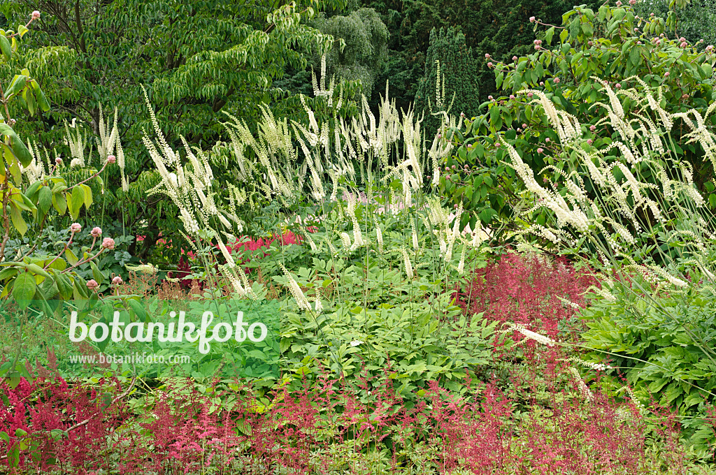 486044 - Traubensilberkerze (Cimicifuga racemosa syn. Actaea racemosa) und Waldspieren (Astilbe)