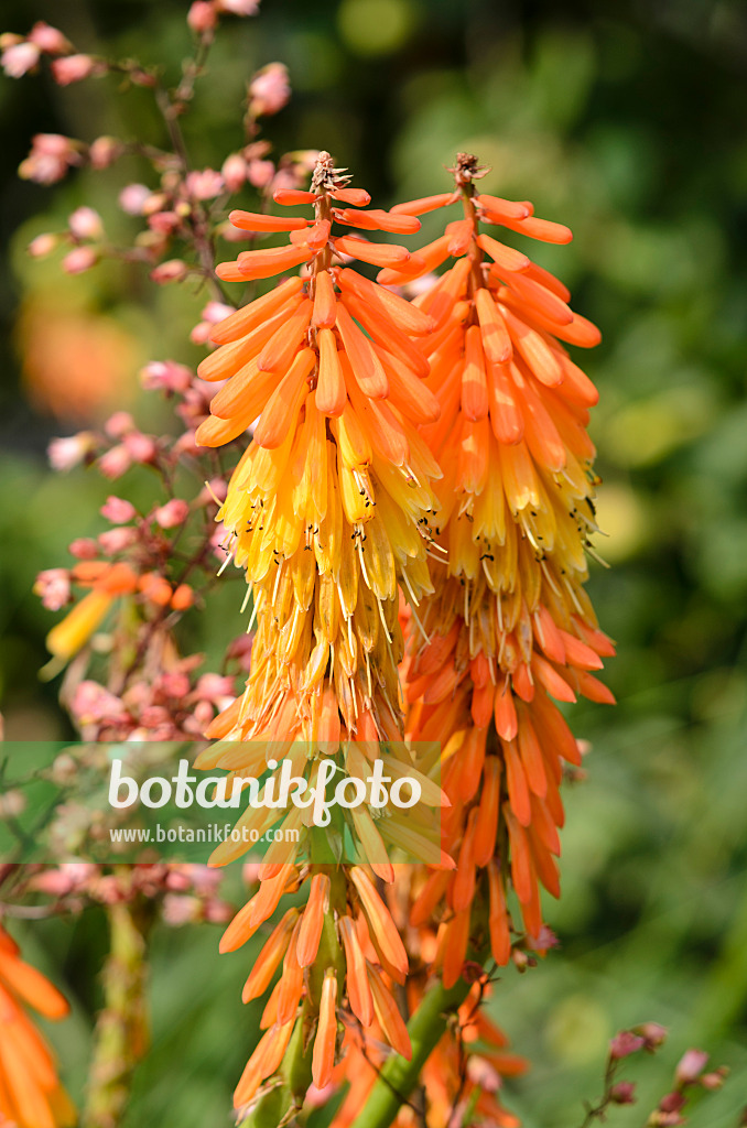 534402 - Traubige Fackellilie (Kniphofia uvaria 'Elveria')