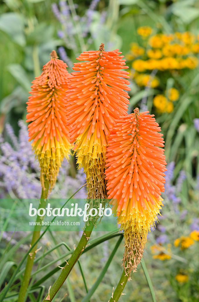 547040 - Traubige Fackellilie (Kniphofia uvaria 'Nobilis')