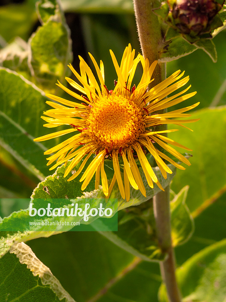 404026 - Traubiger Alant (Inula racemosa)