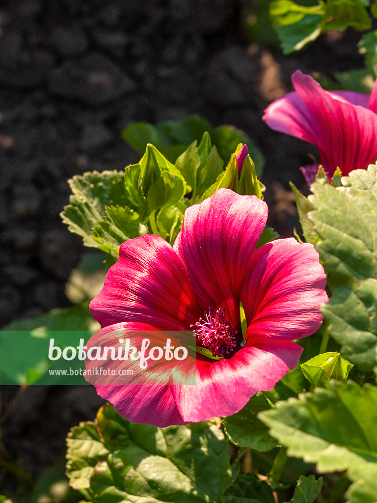 403051 - Trichtermalve (Malope trifida)