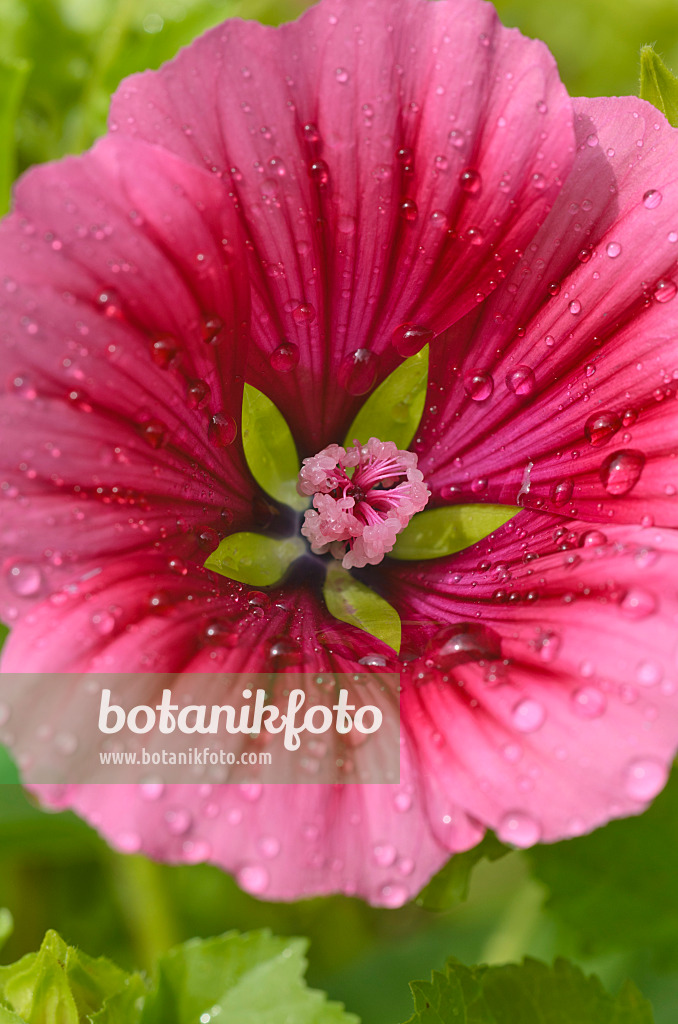 498204 - Trichtermalve (Malope trifida)