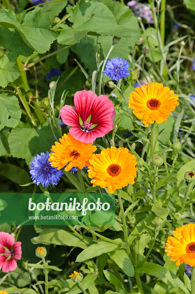 534403 - Trichtermalve (Malope trifida), Ringelblume (Calendula officinalis) und Kornblume (Centaurea cyanus)