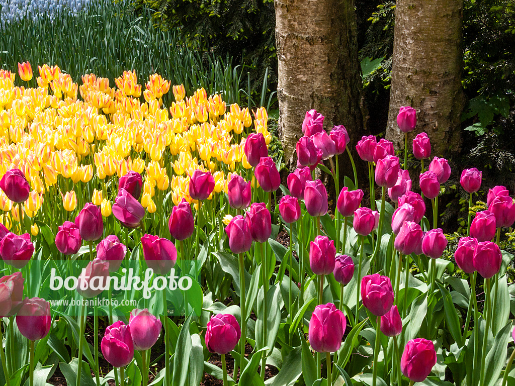 401066 - Triumph-Tulpe (Tulipa Attila) und Einfache späte Tulpe (Tulipa Antoinette)