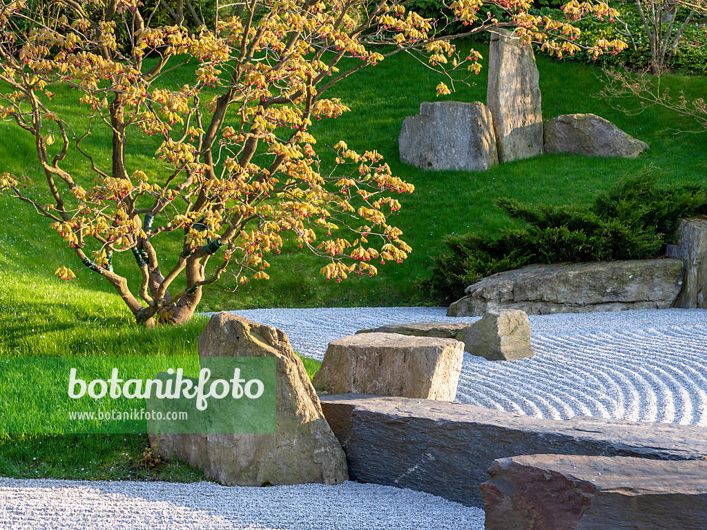 437128 - Trockenlandschaftsgarten, Japanischer Garten, Erholungspark Marzahn, Berlin, Deutschland