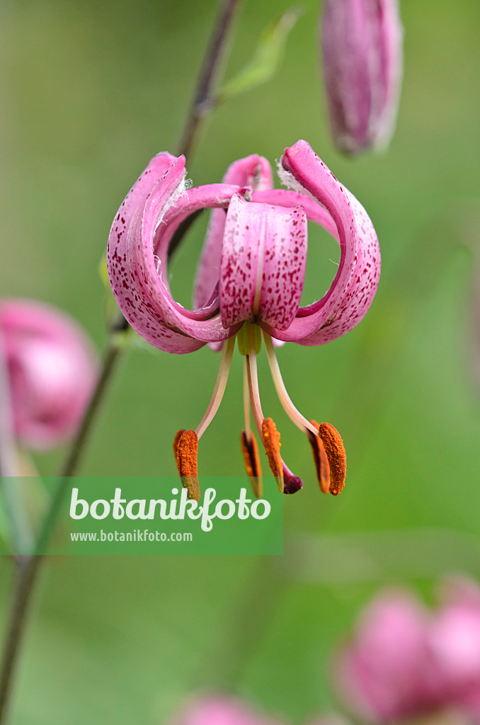 534015 - Türkenbundlilie (Lilium martagon)