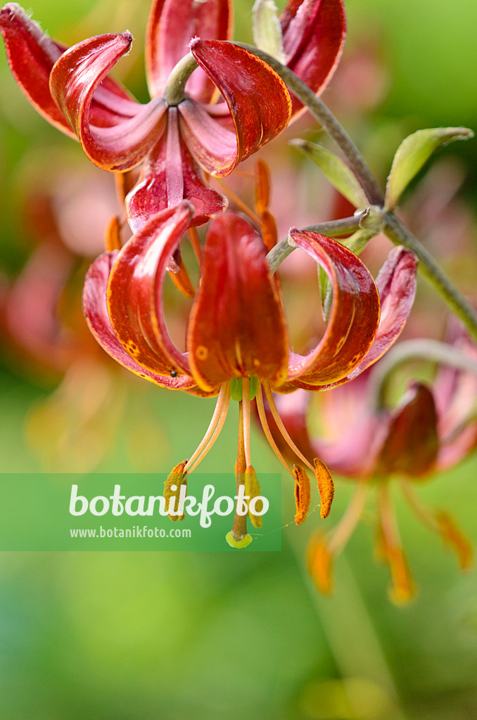 521153 - Türkenbundlilie (Lilium martagon 'Claude Shride')