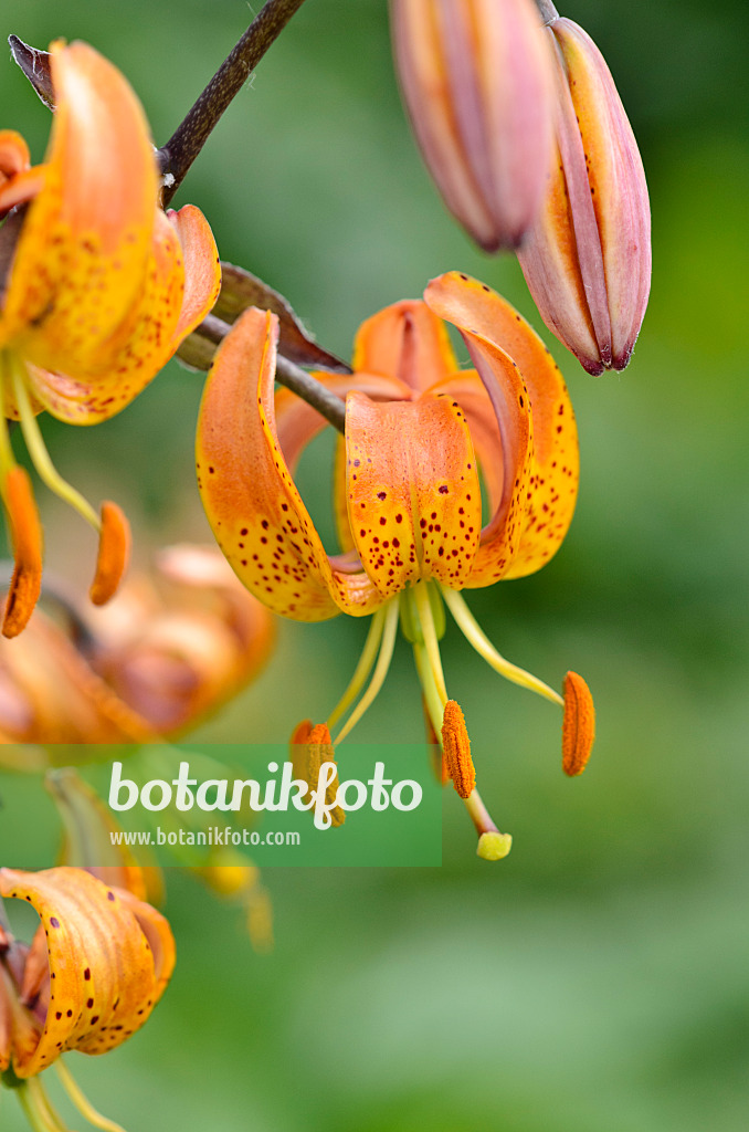 521150 - Türkenbundlilie (Lilium martagon 'Terrace City')