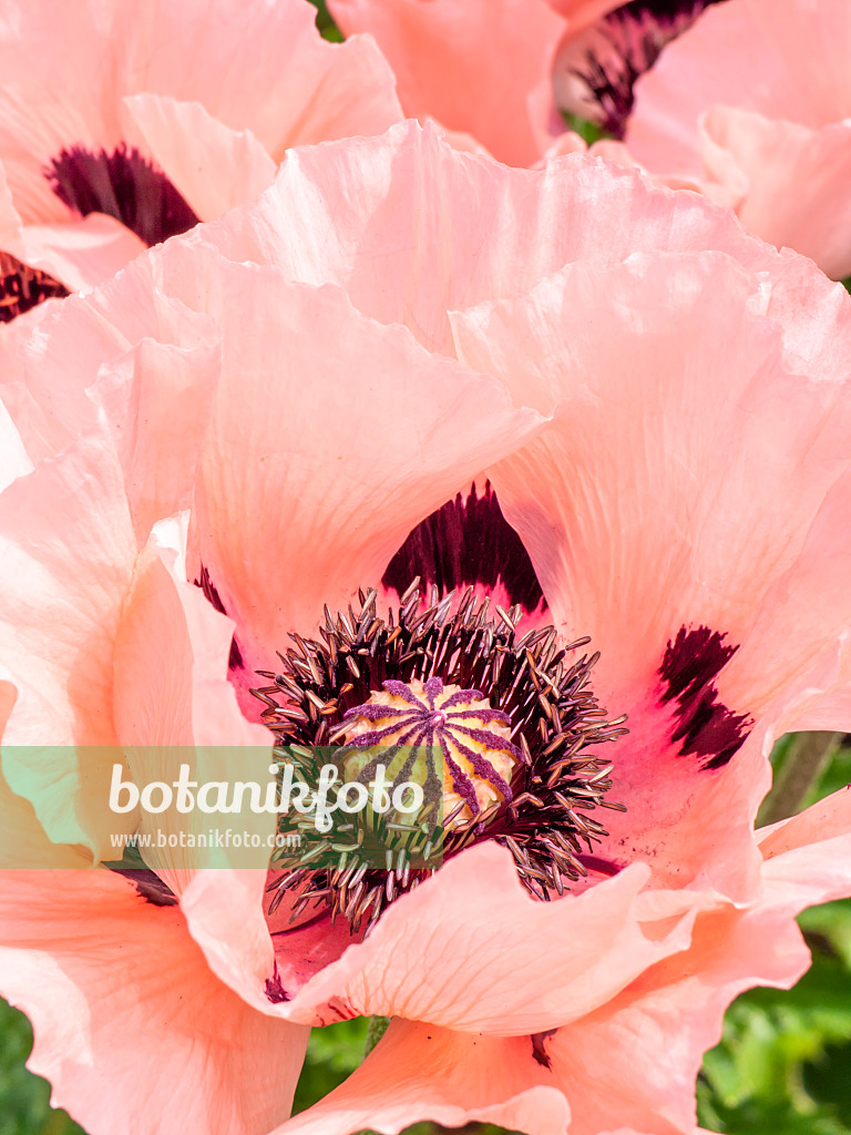 426084 - Türkenmohn (Papaver orientale)