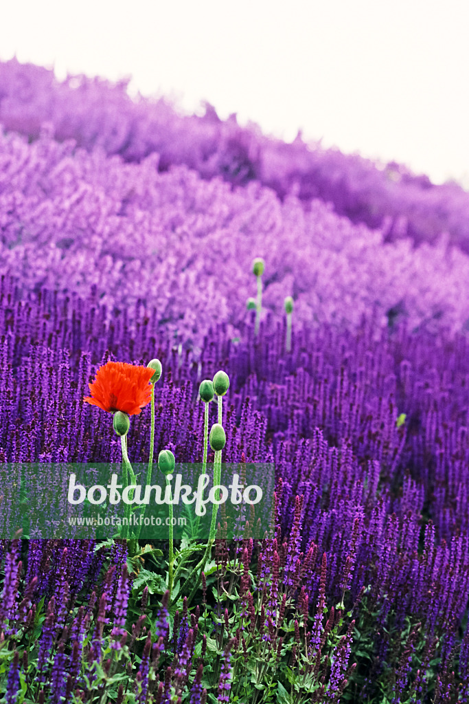 379052 - Türkenmohn (Papaver orientale) und Steppensalbei (Salvia nemorosa)