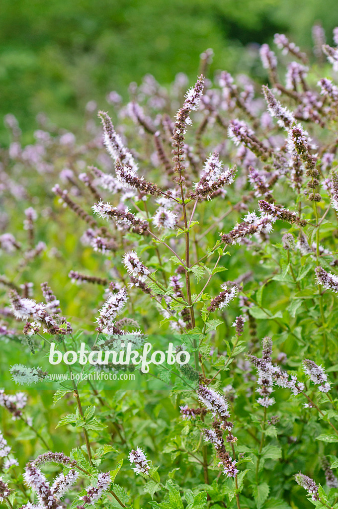 487165 - Türkische Minze (Mentha spicata var. crispa)