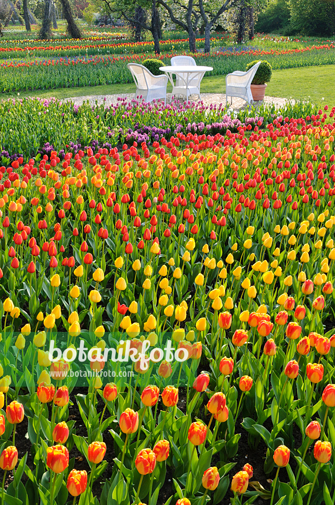 471211 - Tulipan, Britzer Garten, Berlin, Deutschland