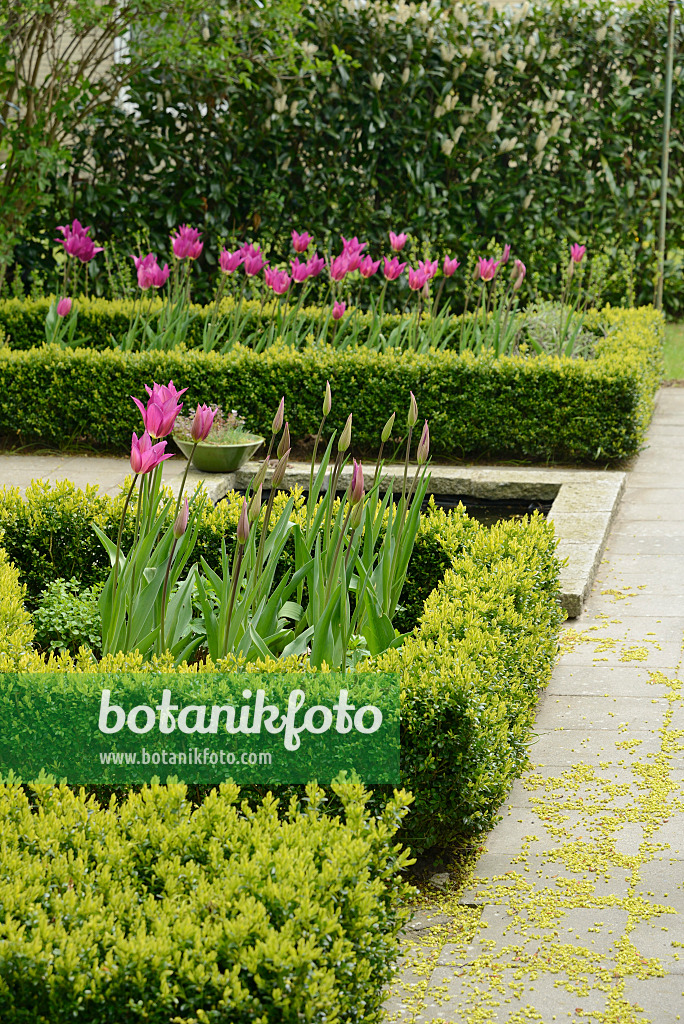 554042 - Tulpen (Tulipa) und Buchsbäume (Buxus) in einem formalen Garten