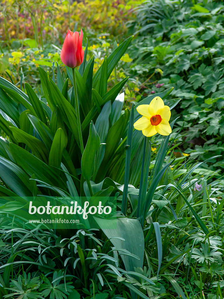 424129 - Tulpen (Tulipa) und Narzissen (Narcissus)