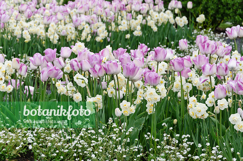 484114 - Tulpen (Tulipa) und Narzissen (Narcissus)