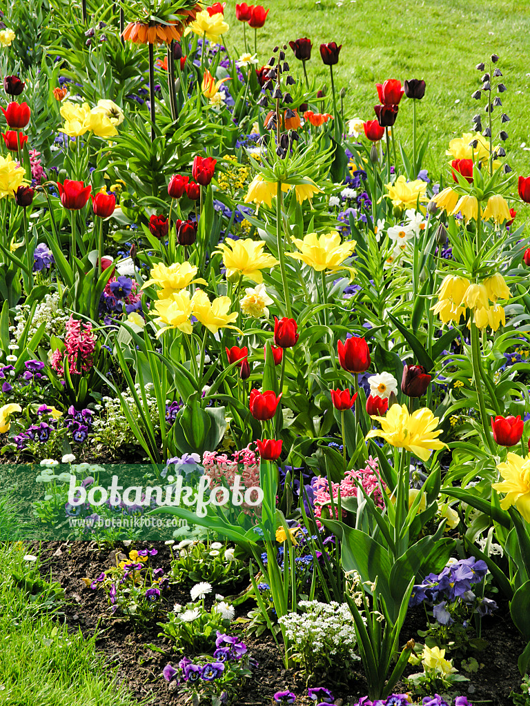 425005 - Tulpen (Tulipa), Schachblumen (Fritillaria) und Hyazinthen (Hyacinthus)