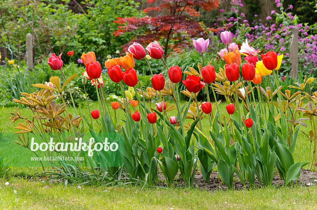 471294 - Tulpen (Tulipa) und Schaublatt (Rodgersia)