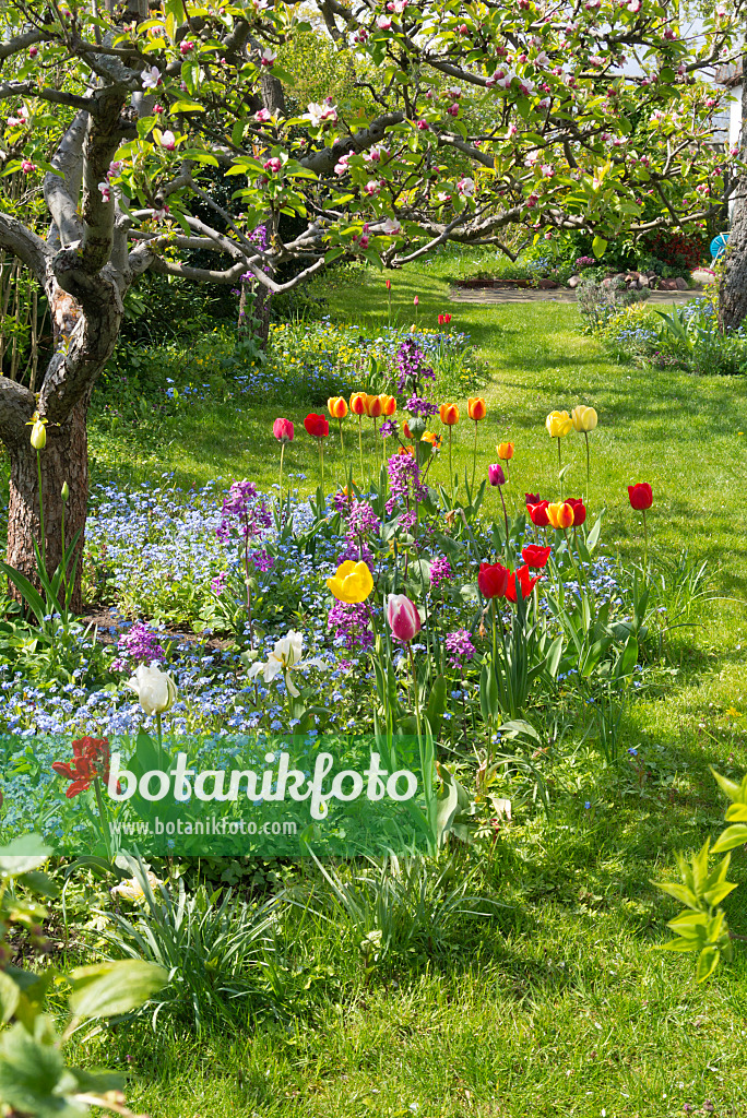 556089 - Tulpen (Tulipa), Silberblätter (Lunaria) und Vergissmeinnicht (Myosotis)