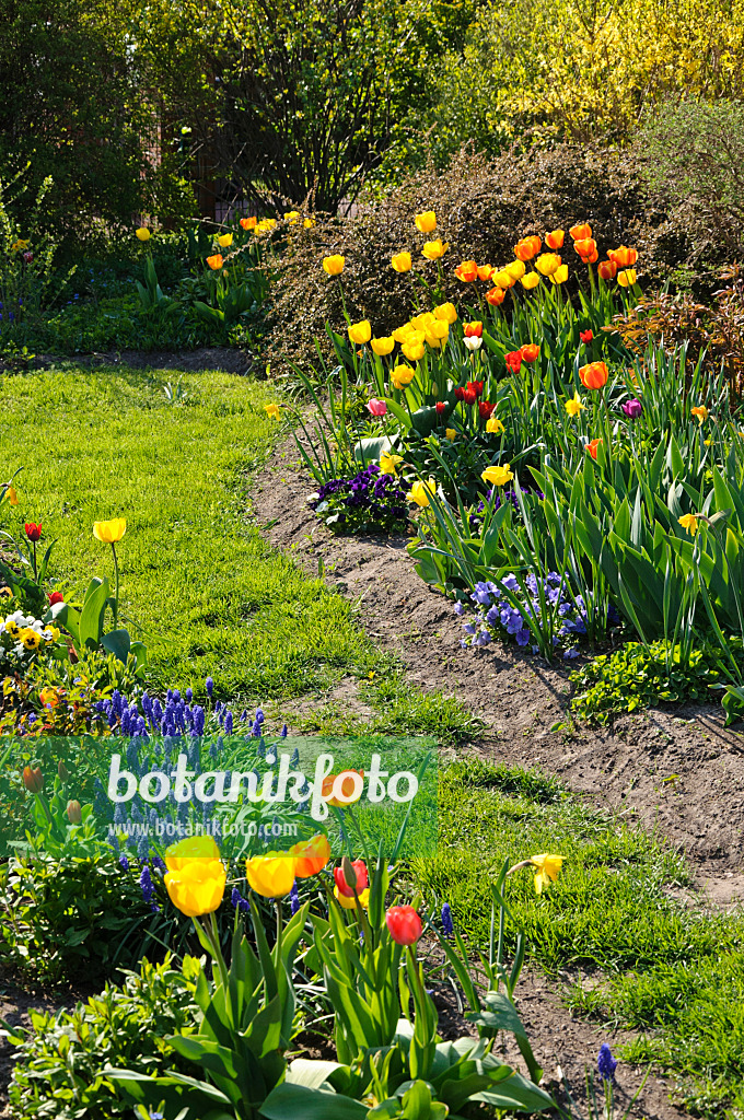 483315 - Tulpen (Tulipa) und Traubenhyazinthen (Muscari)