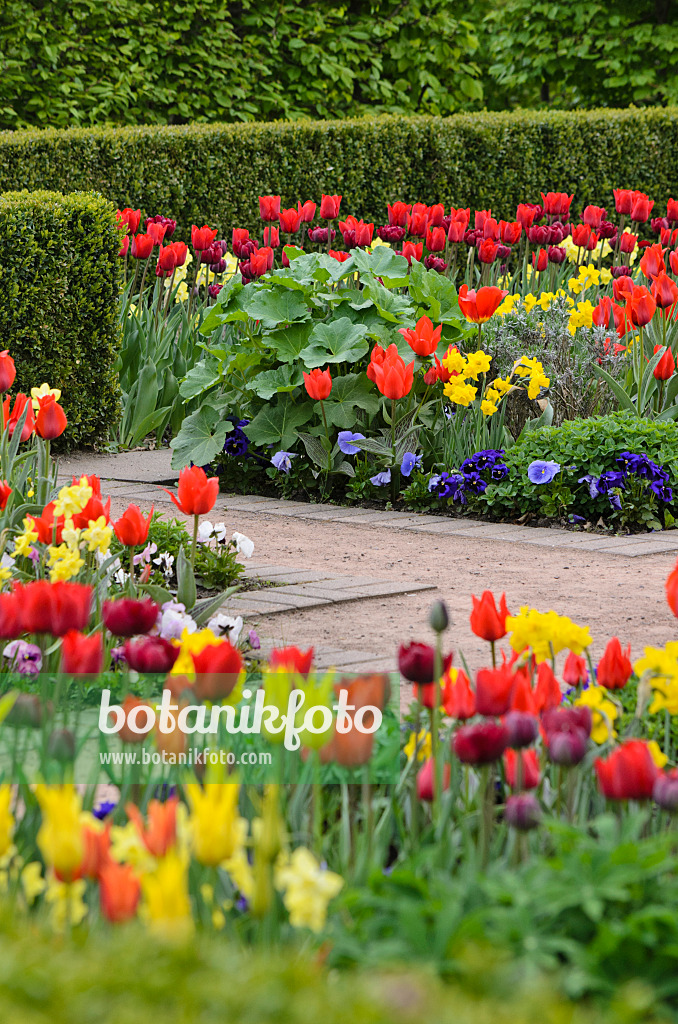 520052 - Tulpen (Tulipa), Veilchen (Viola) und Narzissen (Narcissus)