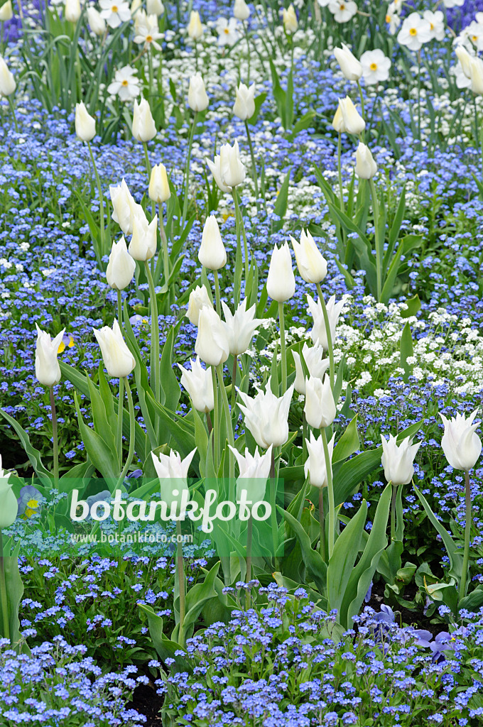 471194 - Tulpen (Tulipa) und Vergissmeinnicht (Myosotis)