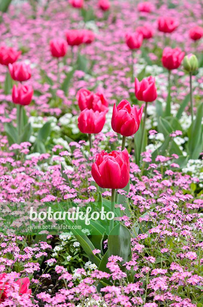 531157 - Tulpen (Tulipa) und Vergissmeinnicht (Myosotis)