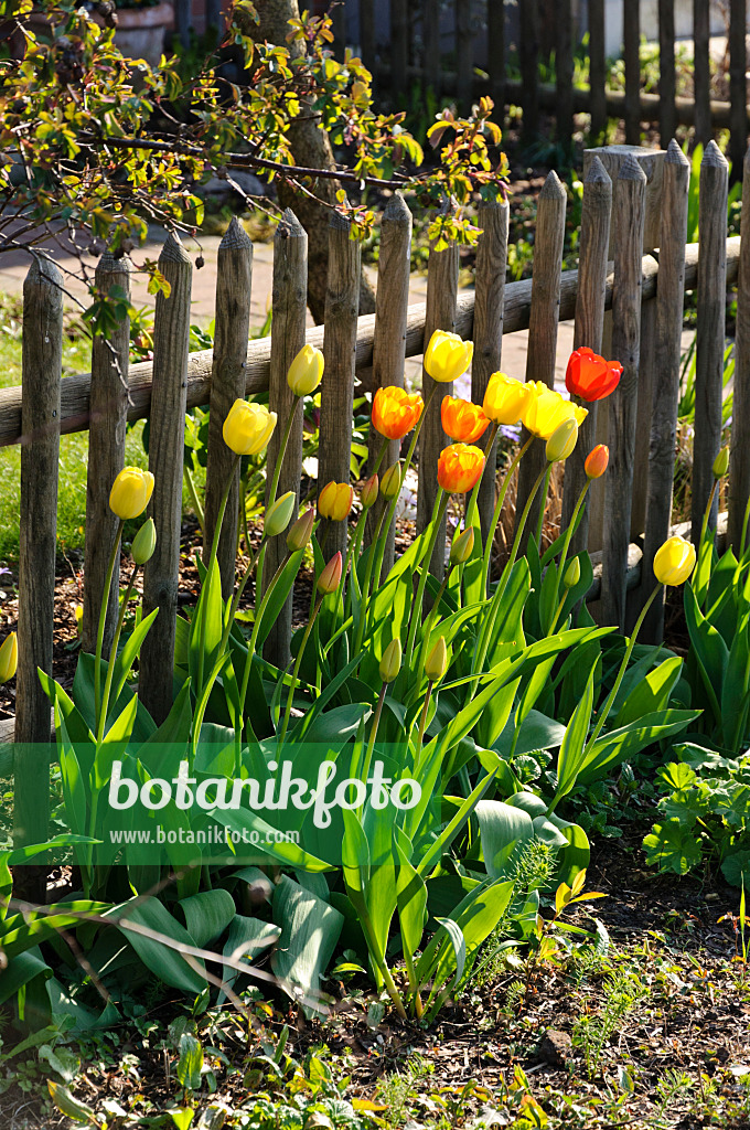 483316 - Tulpen (Tulipa) vor einem Holzzaun