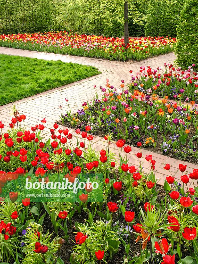 425006 - Tulpengarten, Britzer Garten, Berlin, Deutschland